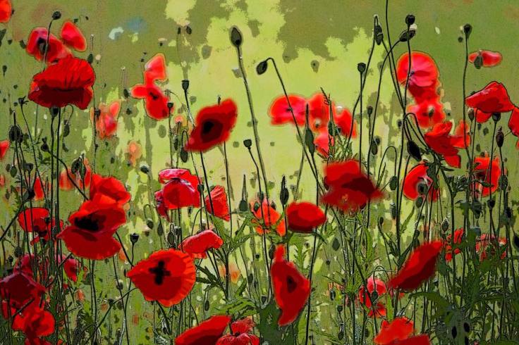 Poppies by Gillian Robertson