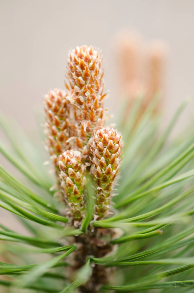 Short depth of field